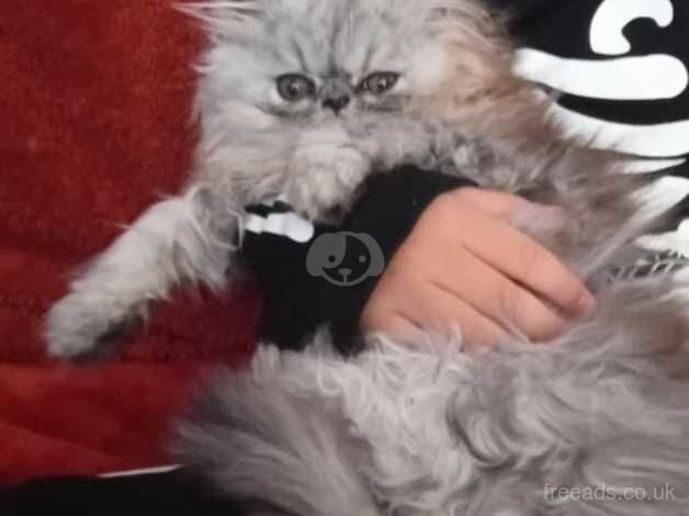 12 week old Female Persian (OPEN TO OFFERS) for sale in Birmingham, West Midlands