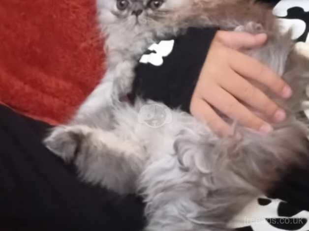 12 week old Female Persian (OPEN TO OFFERS) for sale in Birmingham, West Midlands - Image 5