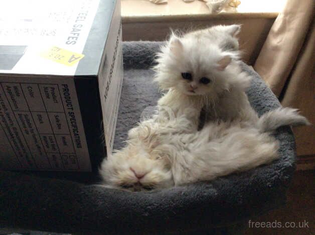 2 chinchilla silver Persian girls remaining, ready now for sale in Liskeard, Cornwall