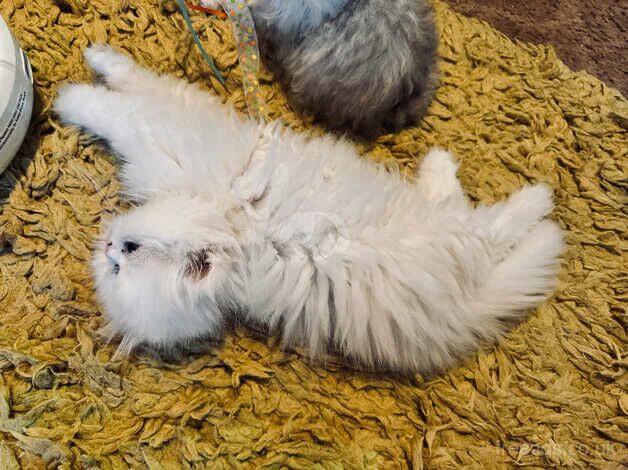 2 chinchilla silver Persian girls remaining, ready now for sale in Liskeard, Cornwall - Image 2