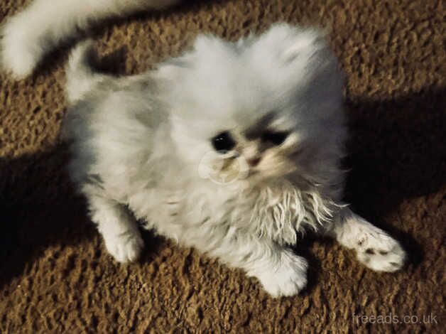 2 chinchilla silver Persian girls remaining, ready now for sale in Liskeard, Cornwall - Image 3