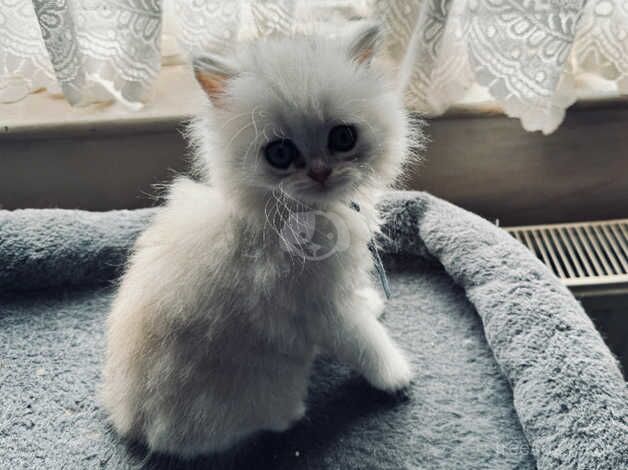 2 chinchilla silver Persian girls remaining, ready now for sale in Liskeard, Cornwall - Image 5