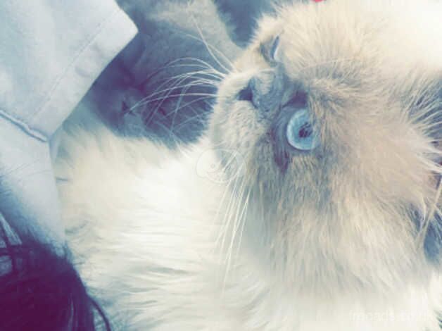 2 male Persian cats for sale in New Tredegar, Caerphilly