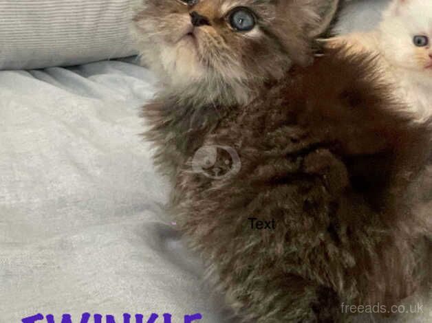 3 Beautiful Persian Kittens for sale in Doncaster, Nottinghamshire