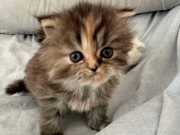 3 Beautiful Persian Kittens for sale in Doncaster, Nottinghamshire - Image 2