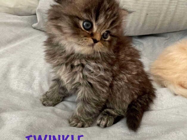 3 Beautiful Persian Kittens for sale in Doncaster, Nottinghamshire - Image 4