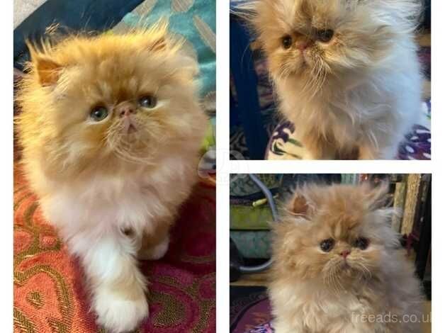 3 Beautiful red & white pedigree Persian kittens for sale in Cardiff, Cardiff