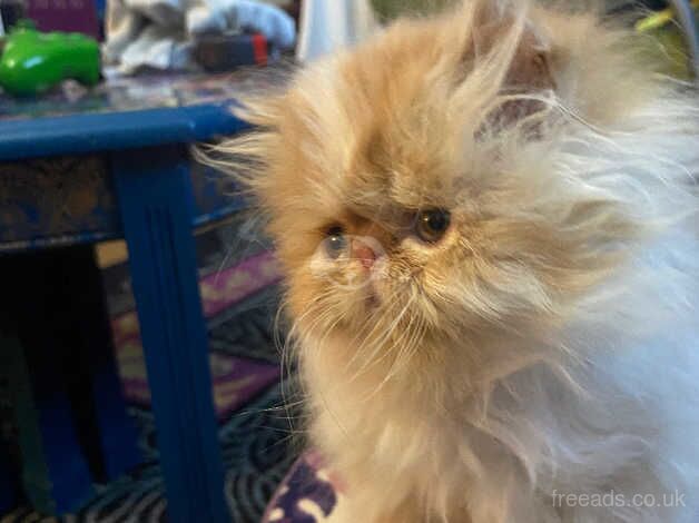 3 Beautiful red & white pedigree Persian kittens for sale in Cardiff, Cardiff - Image 2