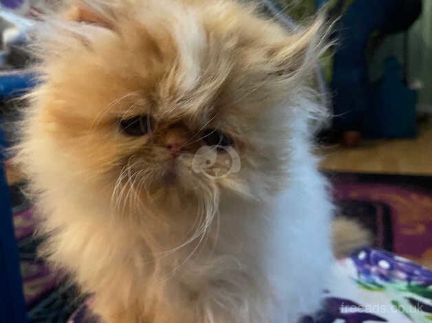 3 Beautiful red & white pedigree Persian kittens for sale in Cardiff, Cardiff - Image 3