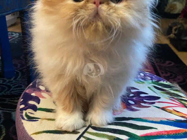 3 Beautiful red & white pedigree Persian kittens for sale in Cardiff, Cardiff - Image 4