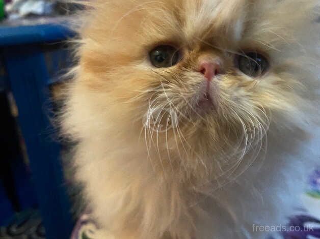 3 Beautiful red & white pedigree Persian kittens for sale in Cardiff, Cardiff - Image 5