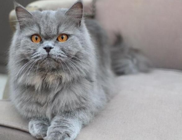 4 month old ragdoll cross Persian grey girl for sale in Halesowen, West Midlands - Image 2