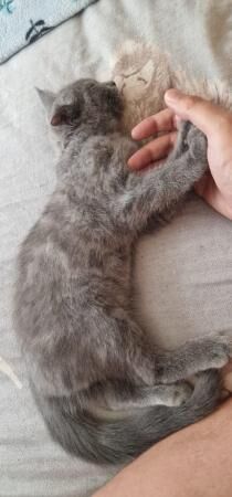 4 month old ragdoll cross Persian grey girl for sale in Halesowen, West Midlands - Image 5