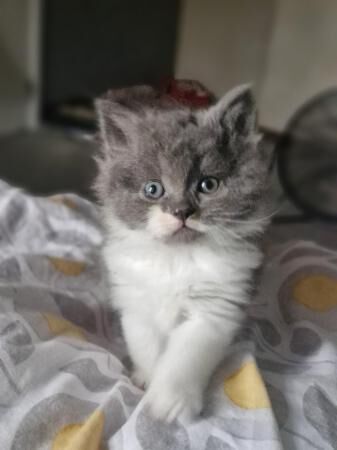 8 week old grey and white kittens! for sale in Warrington, Cheshire - Image 1