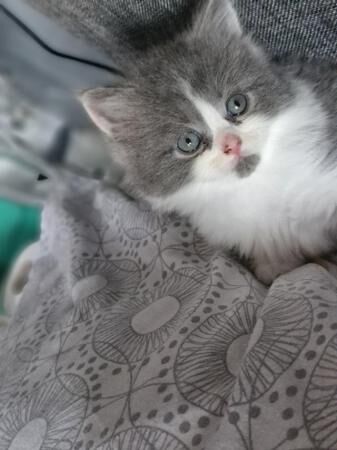 8 week old grey and white kittens! for sale in Warrington, Cheshire - Image 2