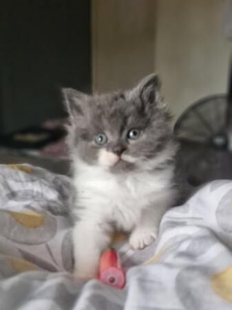 8 week old grey and white kittens! for sale in Warrington, Cheshire - Image 3