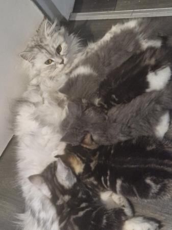 8 week old grey and white kittens! for sale in Warrington, Cheshire - Image 5