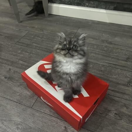 Beautiful chinchilla Persian x doll face for sale in Wigston, Leicestershire - Image 2