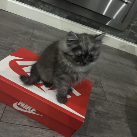 Beautiful chinchilla Persian x doll face for sale in Wigston, Leicestershire - Image 4