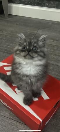 Beautiful chinchilla Persian x doll face for sale in Wigston, Leicestershire - Image 5