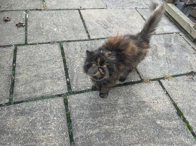 Beautiful female Persian cat looking for a new home for sale in Beverley, East Riding of Yorkshire