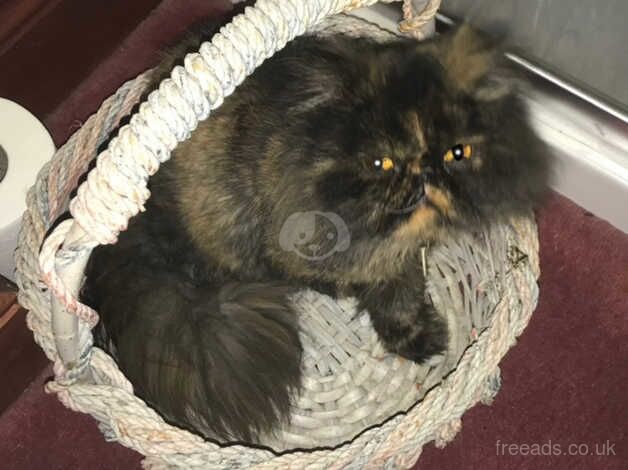 Beautiful female Persian cat looking for a new home for sale in Beverley, East Riding of Yorkshire - Image 3