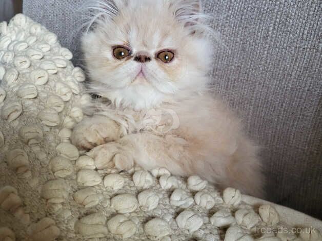 Beautiful GCCF Persian Kitten for sale in Maesteg, Bridgend