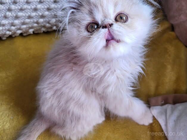 Beautiful GCCF Persian Kitten for sale in Maesteg, Bridgend - Image 2