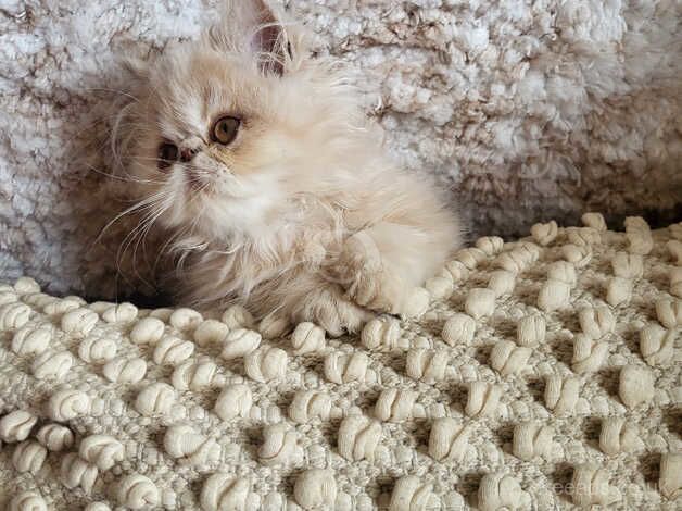 Beautiful GCCF Persian Kitten for sale in Maesteg, Bridgend - Image 3