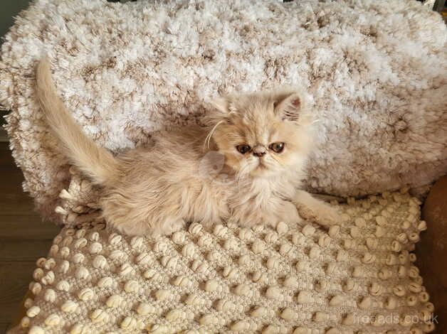 Beautiful GCCF Persian Kitten for sale in Maesteg, Bridgend - Image 4