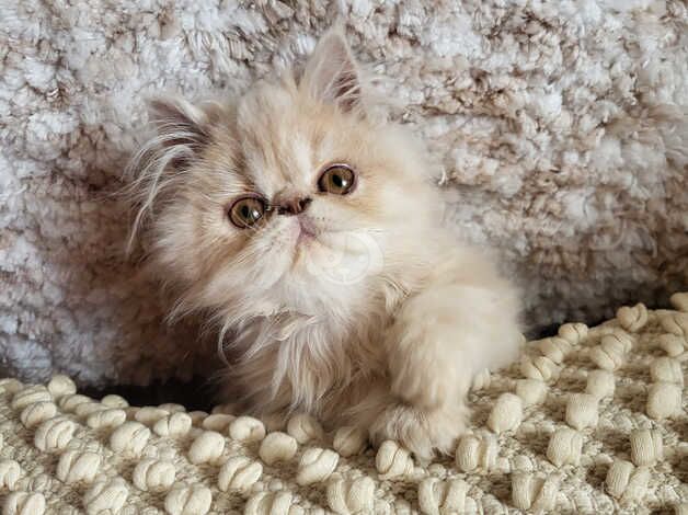 Beautiful GCCF Persian Kitten for sale in Maesteg, Bridgend - Image 5