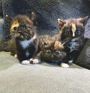 Beautiful half Persian kittens ready now for sale in Hayle, Cornwall