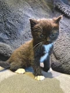 Beautiful half Persian kittens ready now for sale in Hayle, Cornwall - Image 4