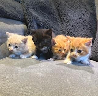 Beautiful half Persian kittens ready now for sale in Hayle, Cornwall - Image 5