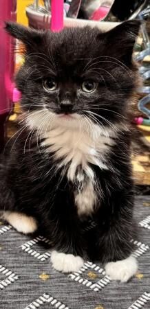 Beautiful mixed breed kittens for sale in Dewsbury, West Yorkshire