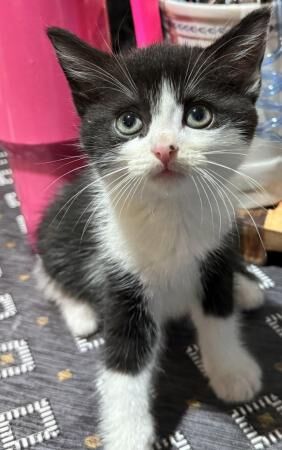 Beautiful mixed breed kittens for sale in Dewsbury, West Yorkshire - Image 4