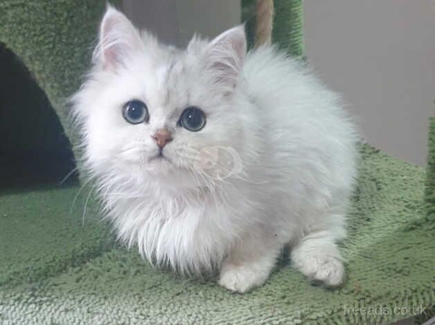 Beautiful Pedigree Chinchilla Persian Kitten. for sale in Pilling, Lancashire