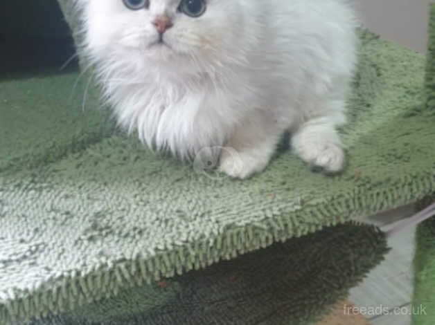 Beautiful Pedigree Chinchilla Persian Kitten. for sale in Pilling, Lancashire - Image 2