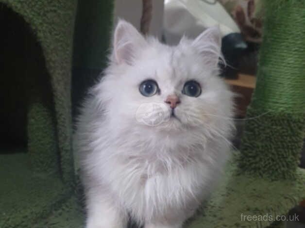 Beautiful Pedigree Chinchilla Persian Kitten. for sale in Pilling, Lancashire - Image 4