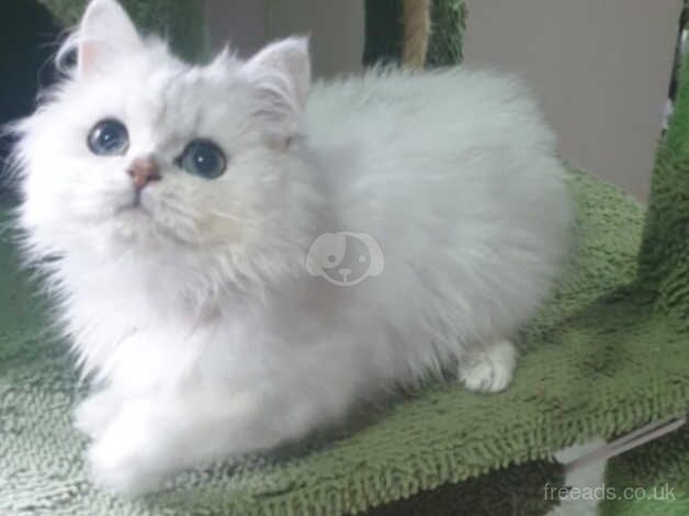 Beautiful Pedigree Chinchilla Persian Kitten. for sale in Pilling, Lancashire - Image 4