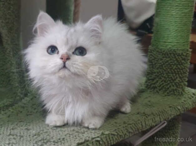 Beautiful Pedigree Chinchilla Persian Kitten. for sale in Pilling, Lancashire - Image 5