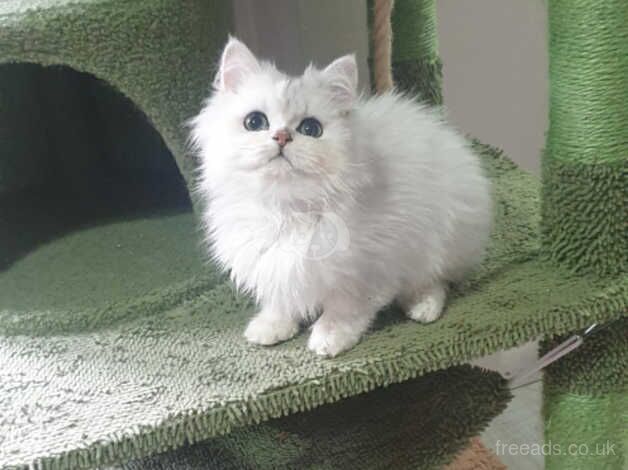 Beautiful Pedigree Chinchilla Persian Kitten. for sale in Pilling, Lancashire - Image 2