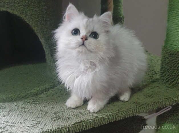 Beautiful Pedigree Chinchilla Persian Kitten. for sale in Pilling, Lancashire - Image 4