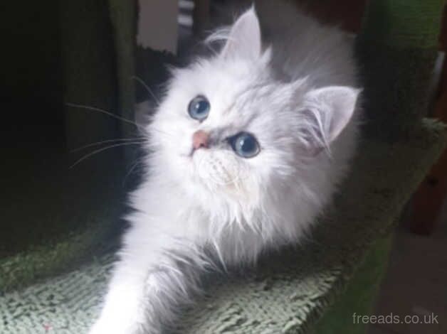 Beautiful Pedigree Chinchilla Persian Kitten. for sale in Pilling, Lancashire - Image 1