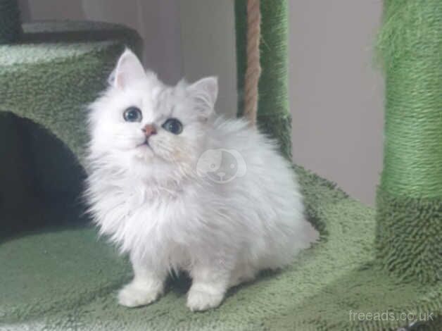 Beautiful Pedigree Chinchilla Persian Kitten. for sale in Pilling, Lancashire - Image 5