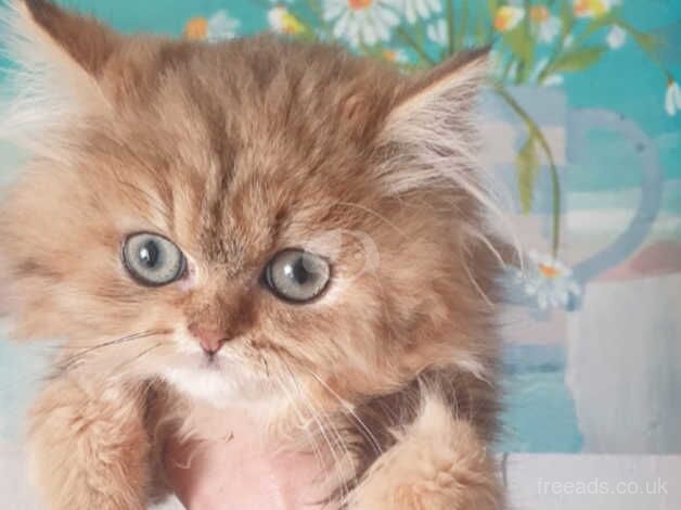 Beautiful Pedigree Golden Chinchilla Persian Kitten. for sale in Lancaster, Lancashire - Image 1