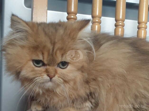 Beautiful Pedigree Golden Chinchilla Persian Kitten. for sale in Lancaster, Lancashire - Image 4