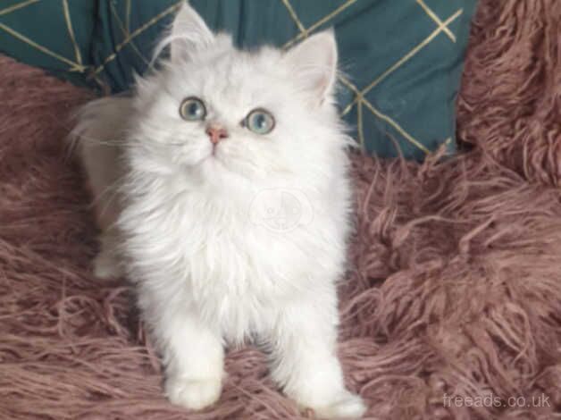 Beautiful Pedigree Silver Persian Chinchilla Kitten. for sale in Pilling, Lancashire