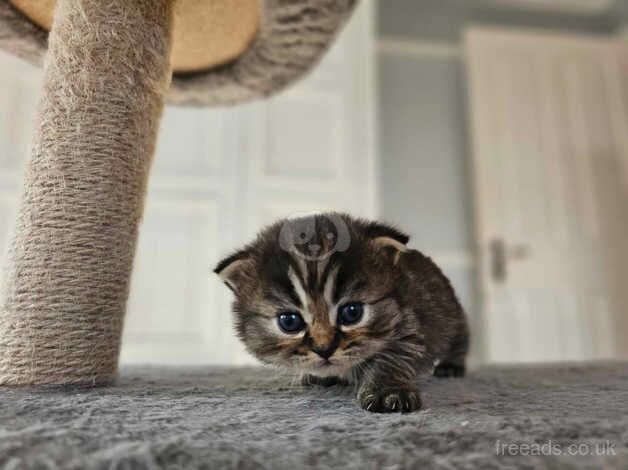 Beautiful Persian Chinchilla Kittens for sale in Doncaster, South Yorkshire - Image 2