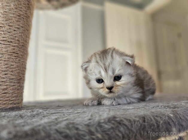 Beautiful Persian Chinchilla Kittens for sale in Doncaster, South Yorkshire - Image 3